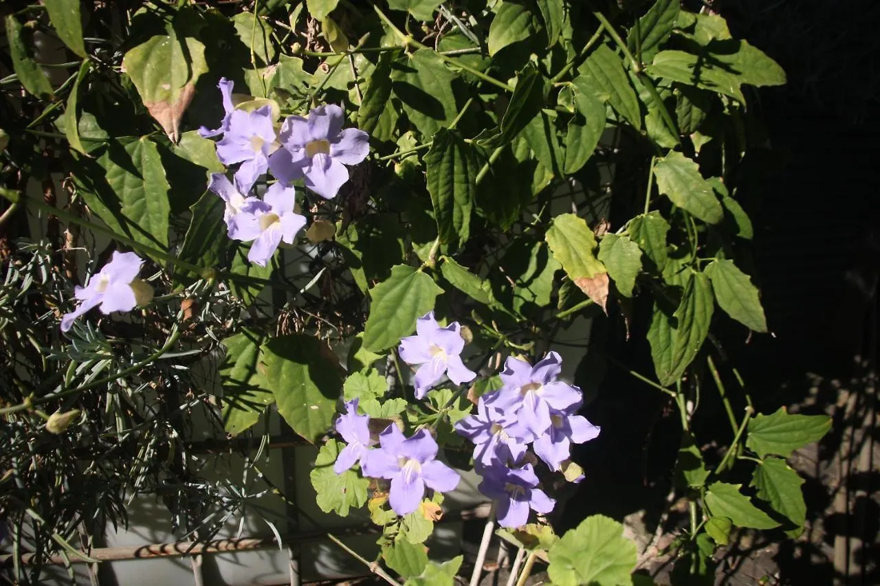 Villa Vila Calaca Funchal